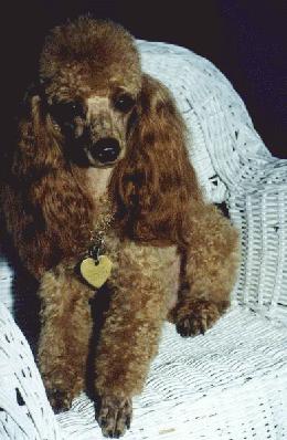 Maggie, a Classic Red Toy Poodle easily demonstrates what we create at Rennies' Rose Red Poodles!