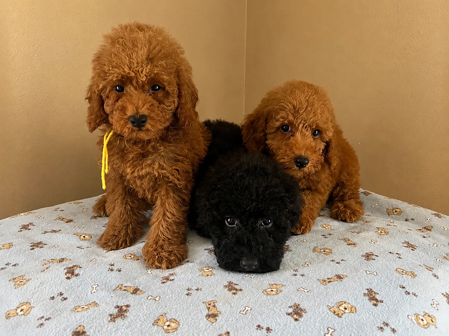 Two red poodle puppies and a black poodle puppy on a blanket