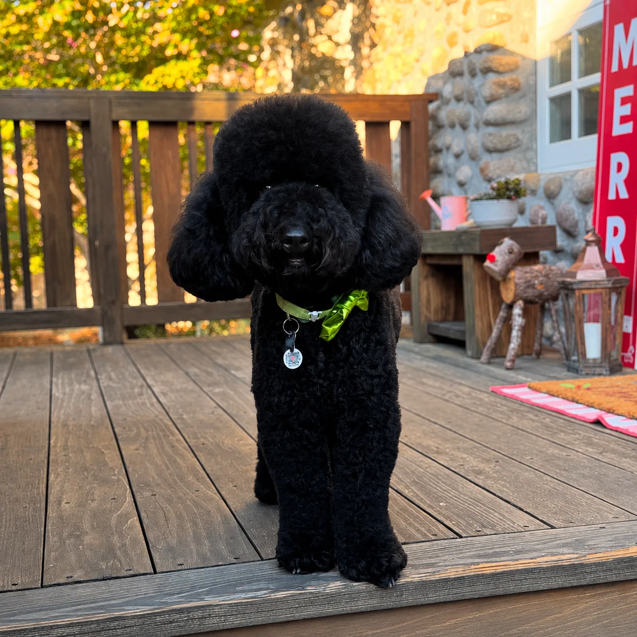 Cozy autumn porch with a playful poodle pup
