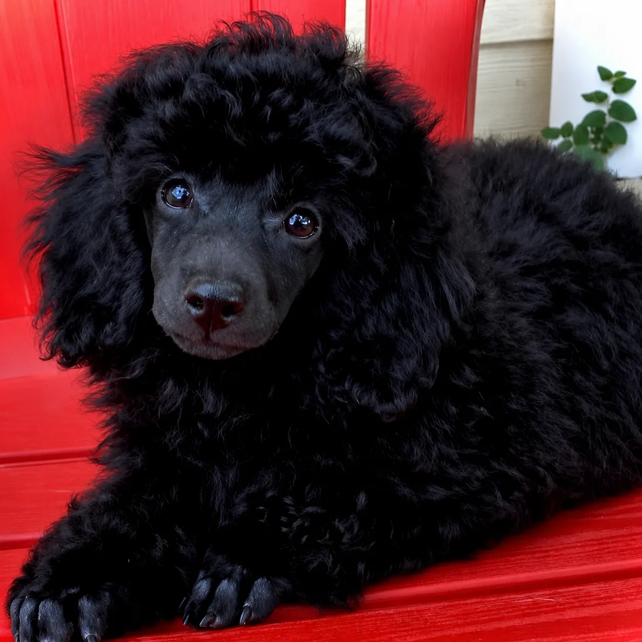 Fluffy poodle puppy on a red chair