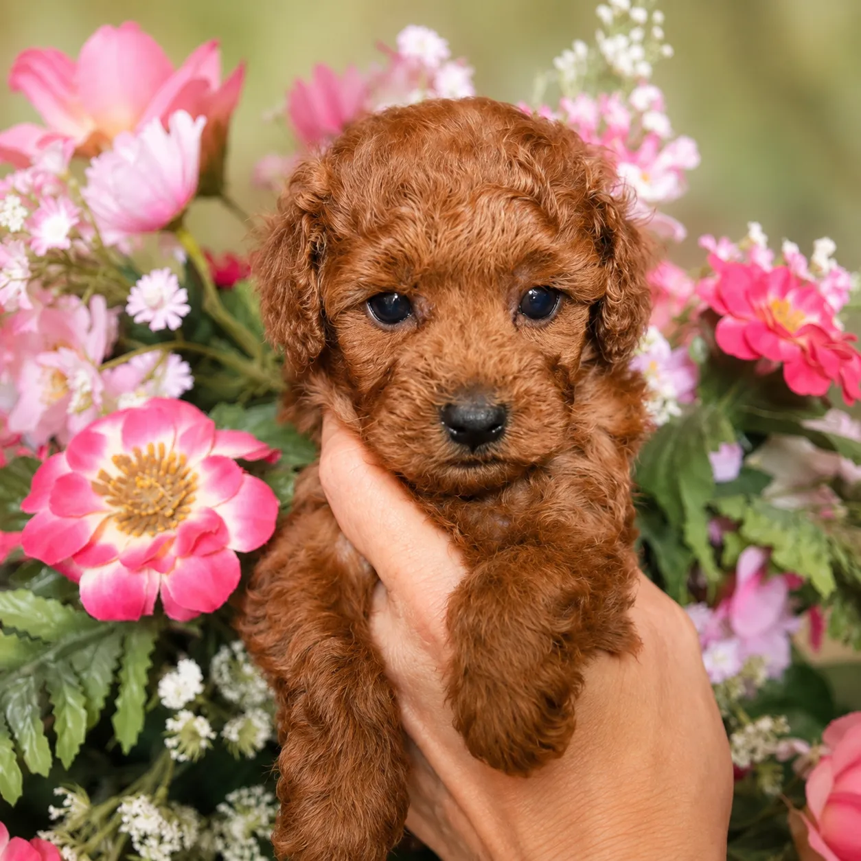 Apricot puppy by flowers