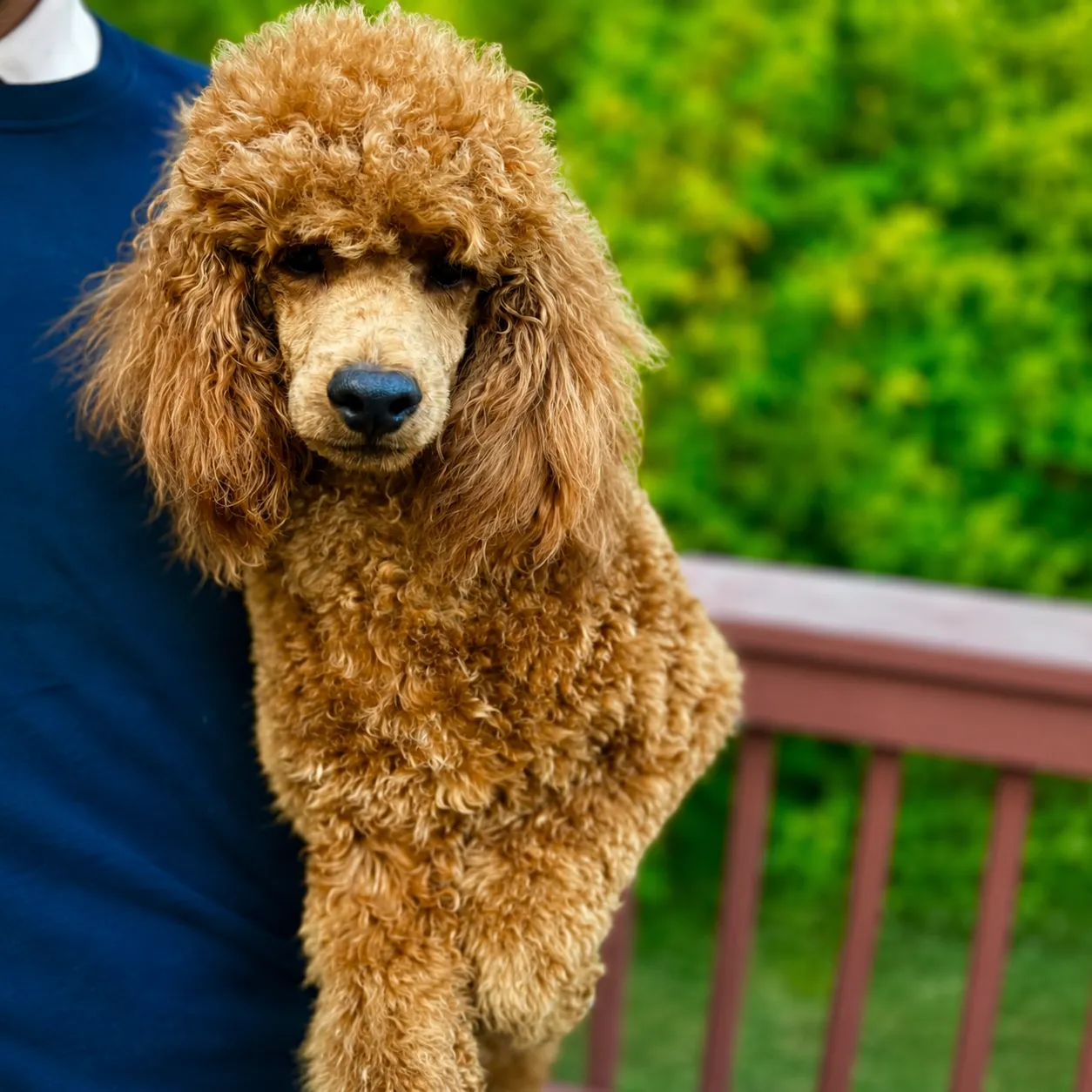 Curly poodle with a forest backdrop