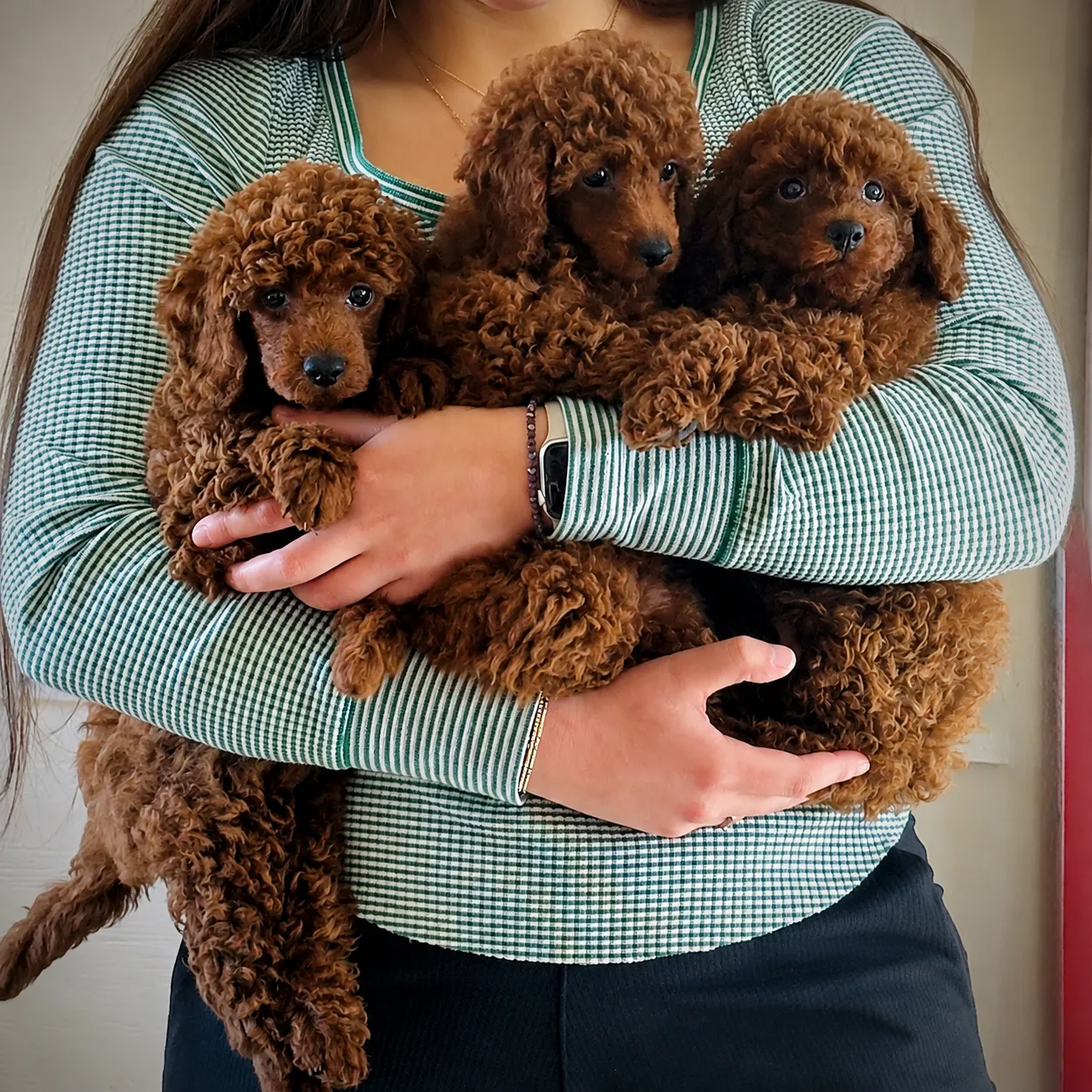 Cuddling poodle puppies in cozy light