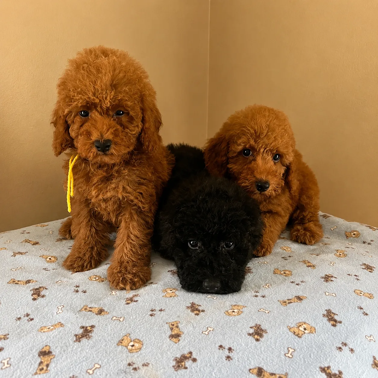 Cozy poodle puppies on a dog-patterned blanket