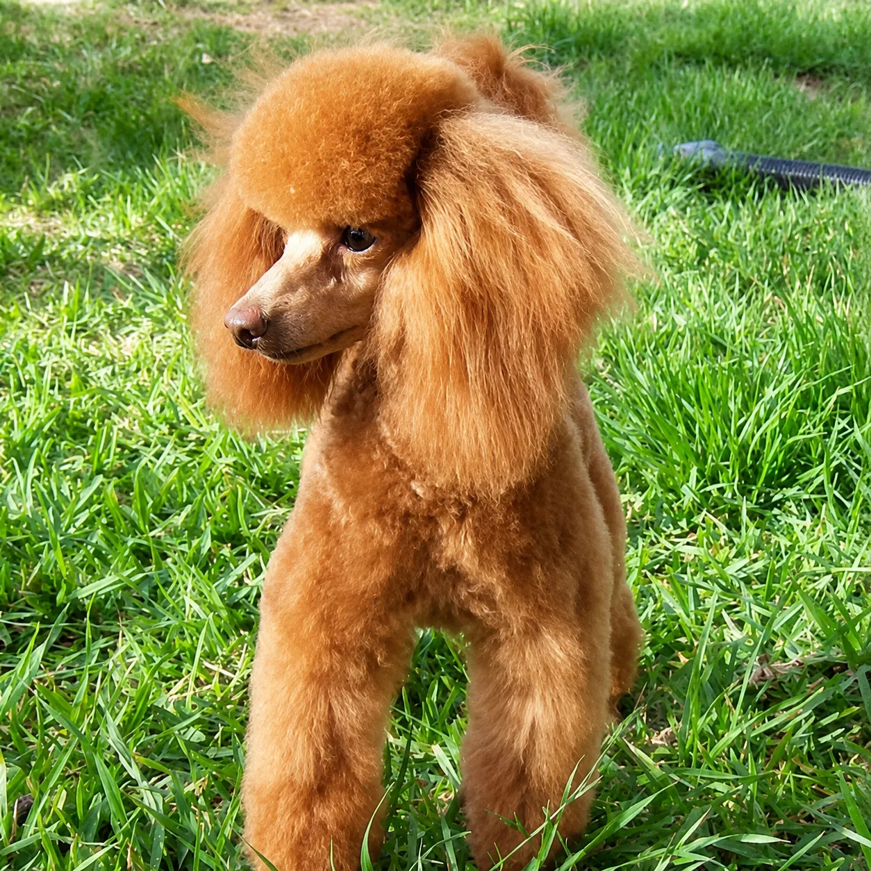 Fluffy poodle on green grass