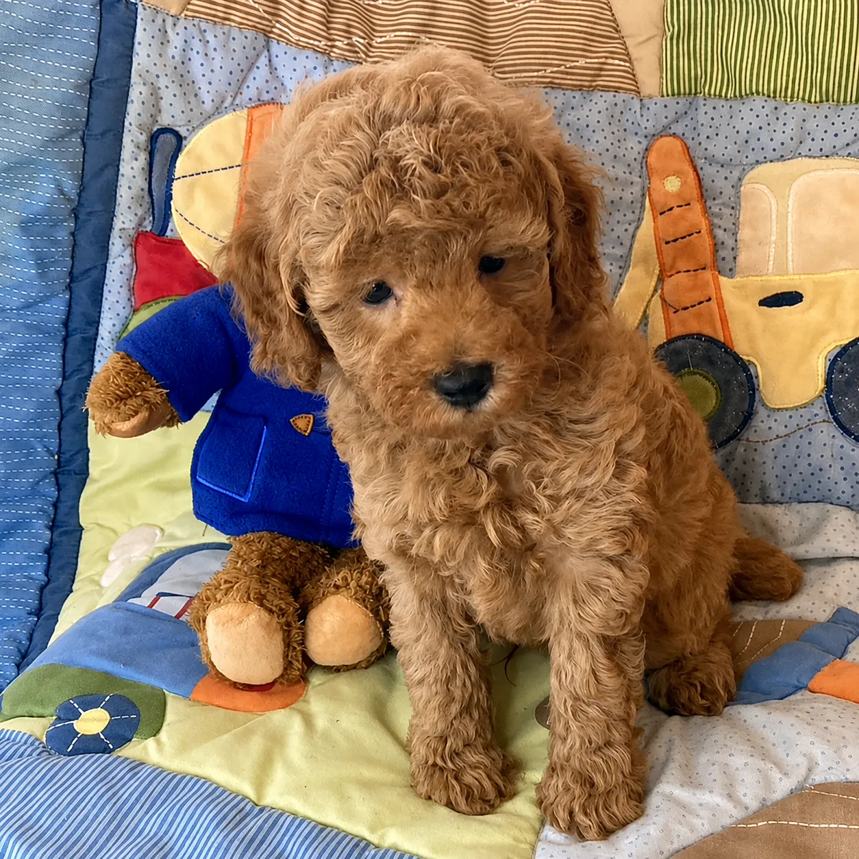Cozy poodle puppy on a colorful quilted mat