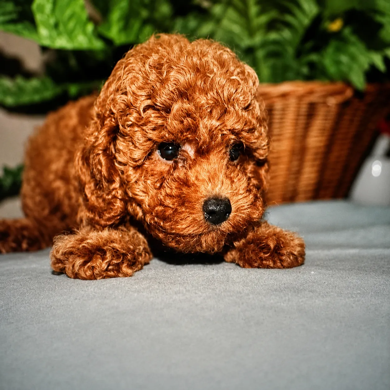 Curly poodle puppy resting in a cozy setting