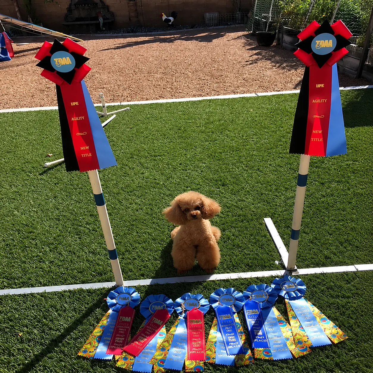 Poodle at an agility competition in the backyard