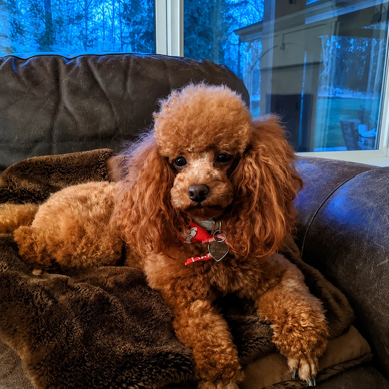 Red poodle relaxing on a leather couch