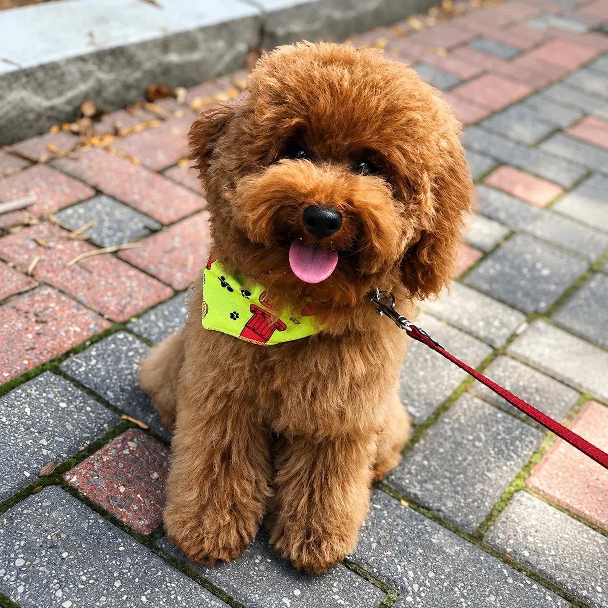 Red poodle puppy wearing a bandana on a brick path