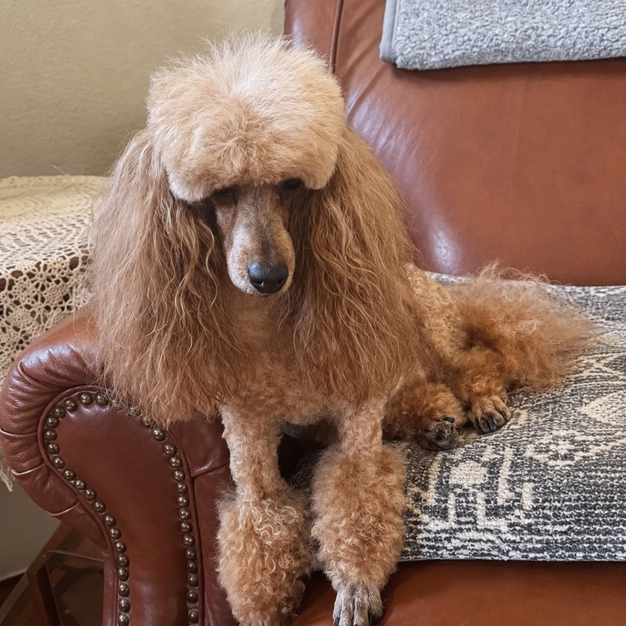 Cozy poodle on a leather armchair