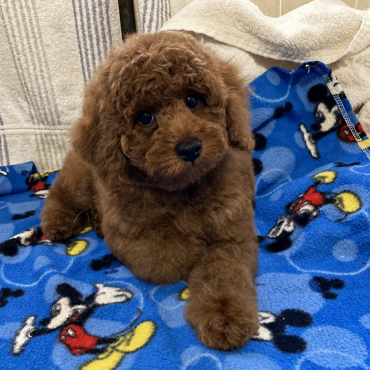 Cozy puppy lounging on a Mickey blanket