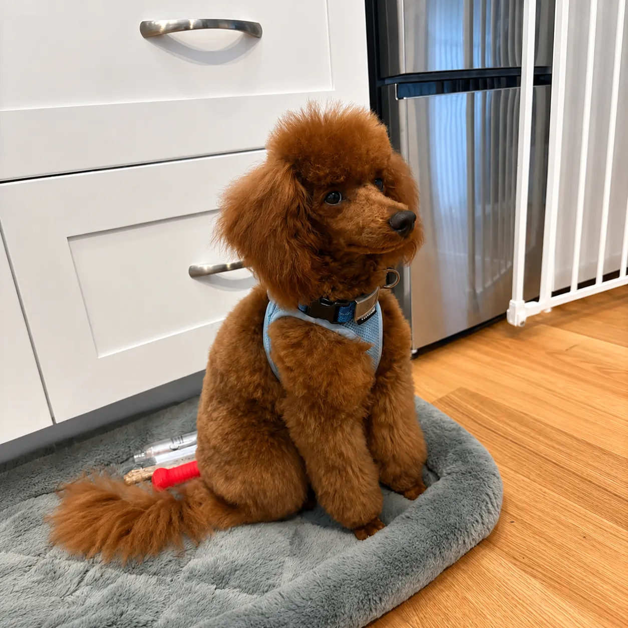 Poodle in a modern kitchen corner