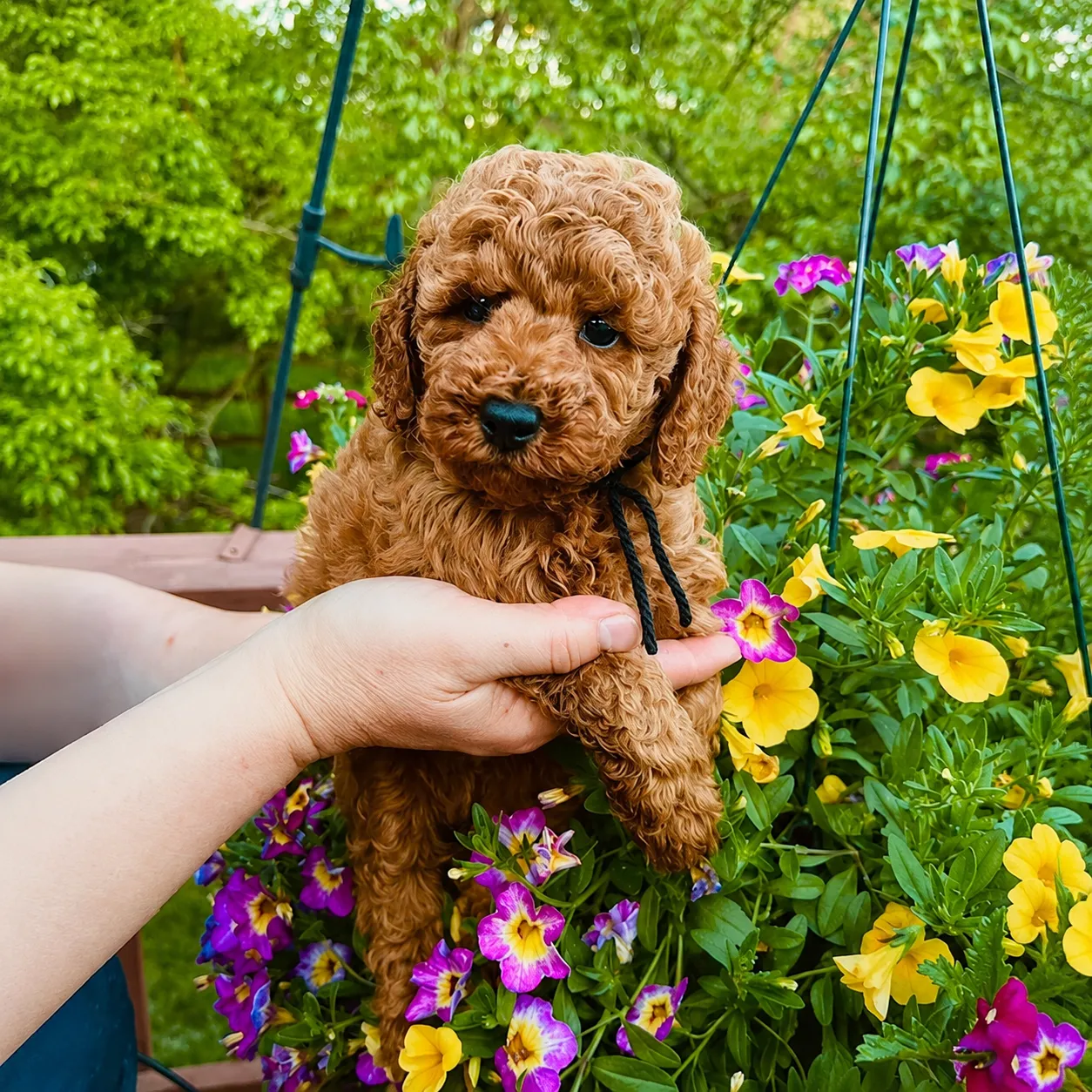 Puppy in a blooming garden setting