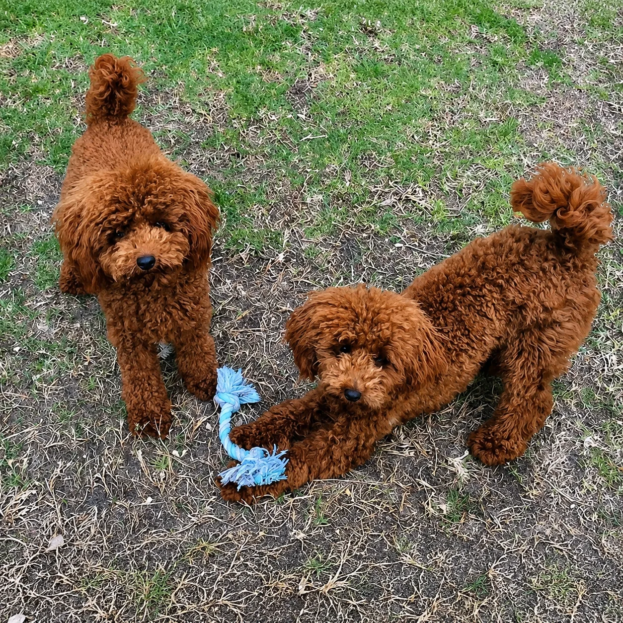 Two red poodles playing with a rope toy