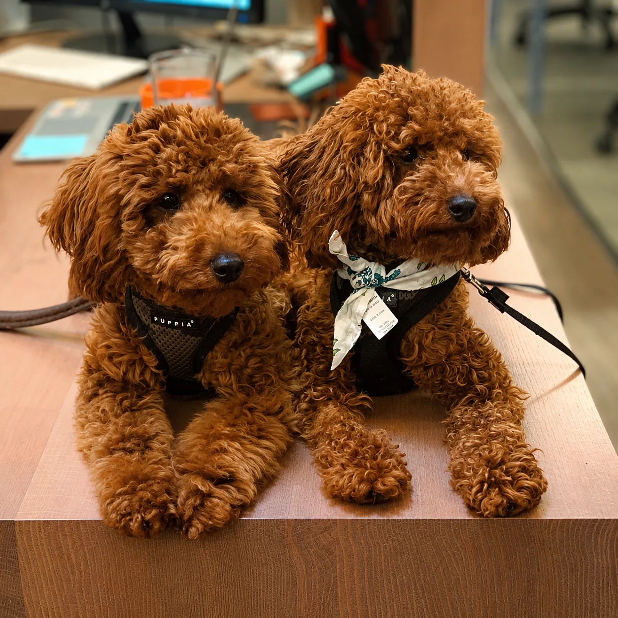 Two red poodles in harnesses on a desk