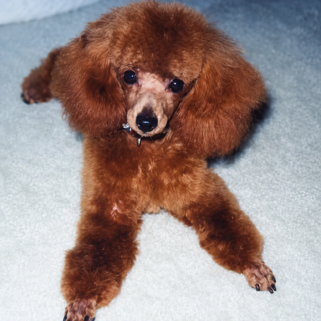 Red poodle stretched out on white carpet