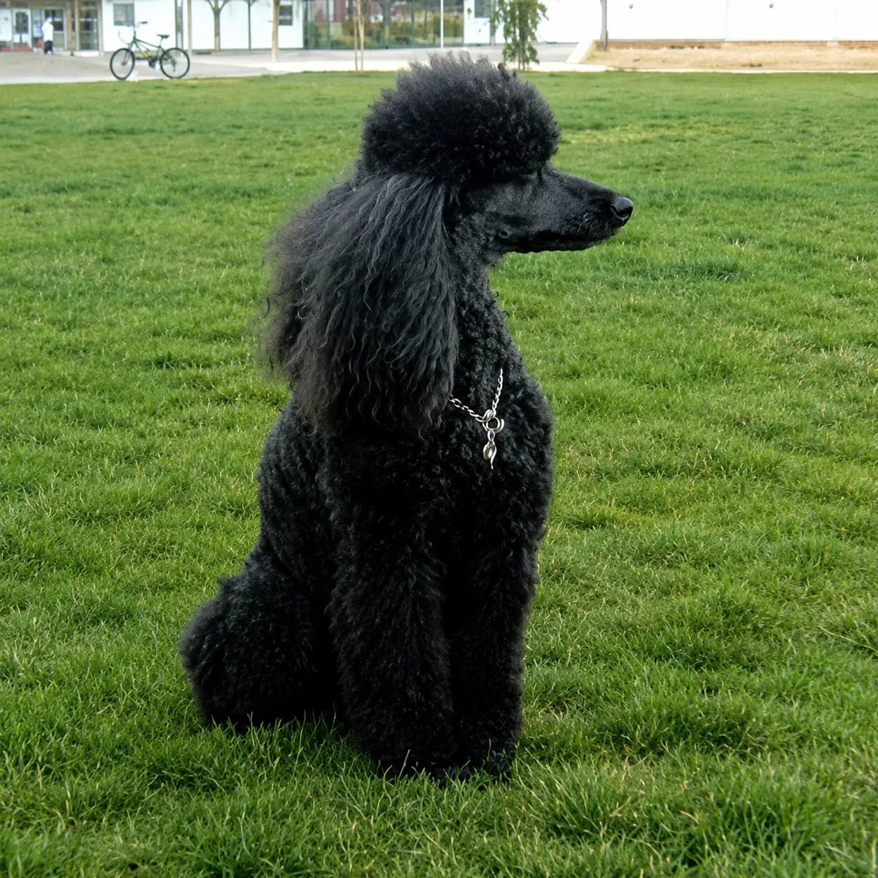 Black poodle sitting on green grass