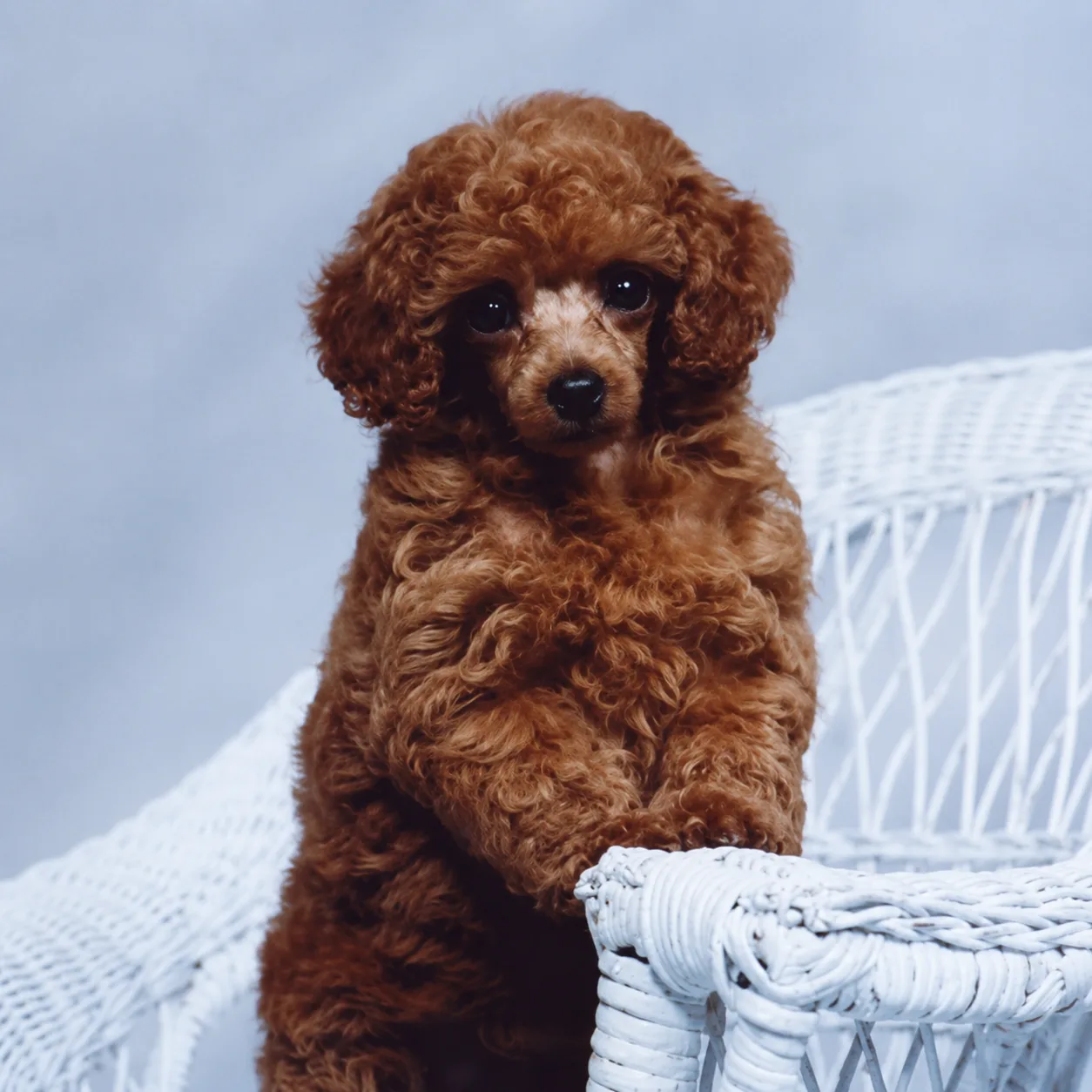 Red poodle puppy on a white wicker chair