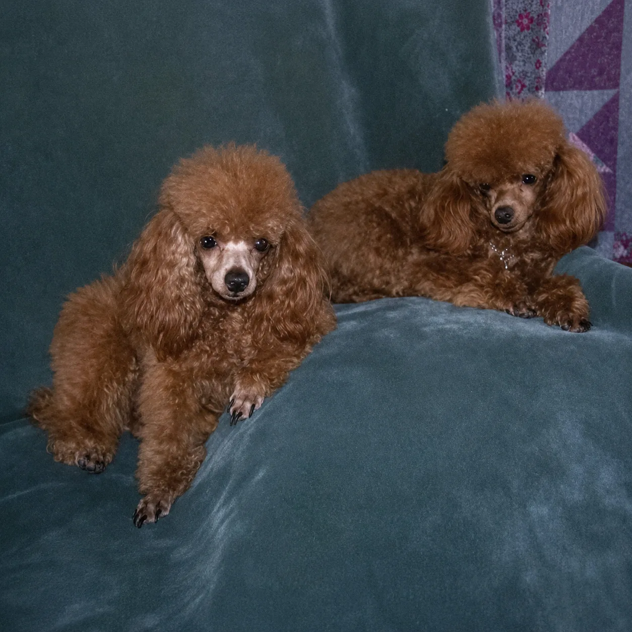 Two red poodles resting on a teal couch