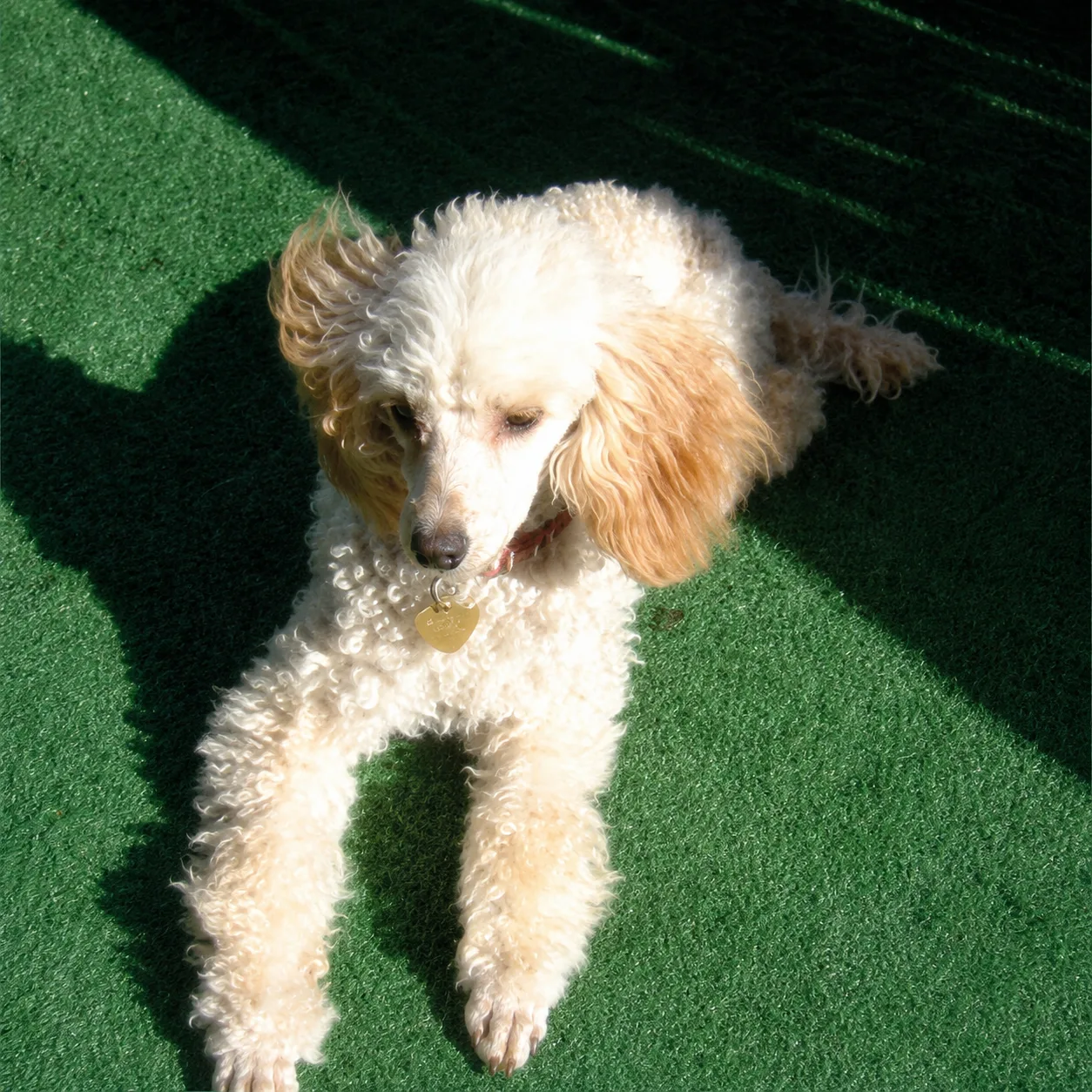 Cream poodle lounging on sunny turf