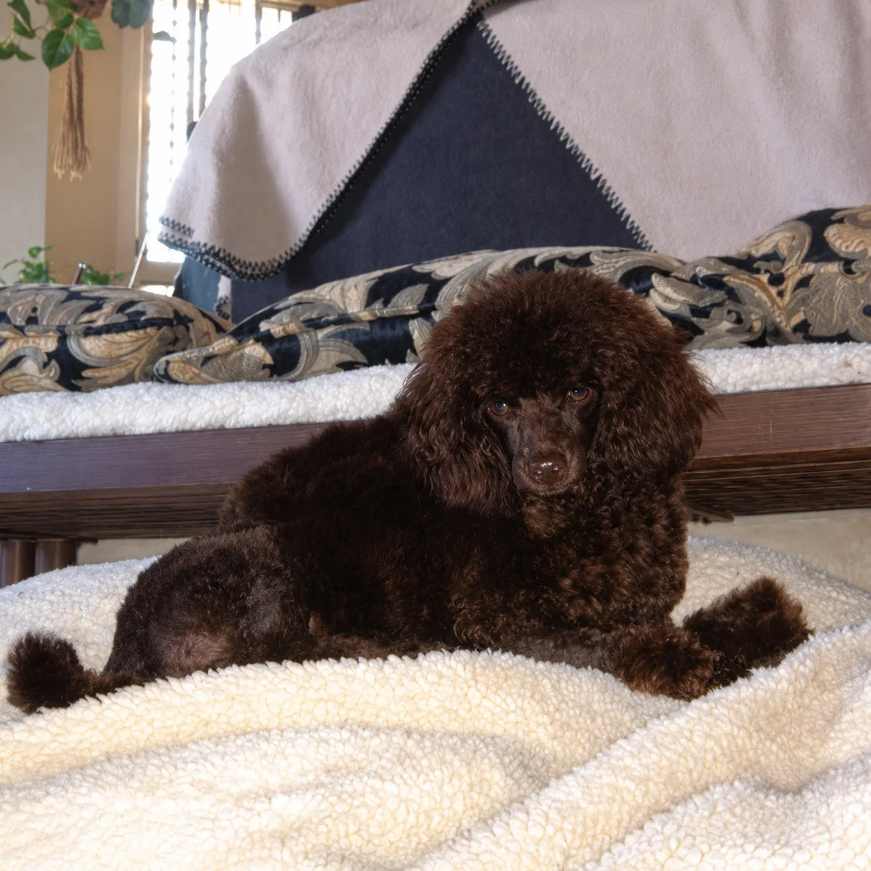 Chocolate poodle resting on a sherpa blanket