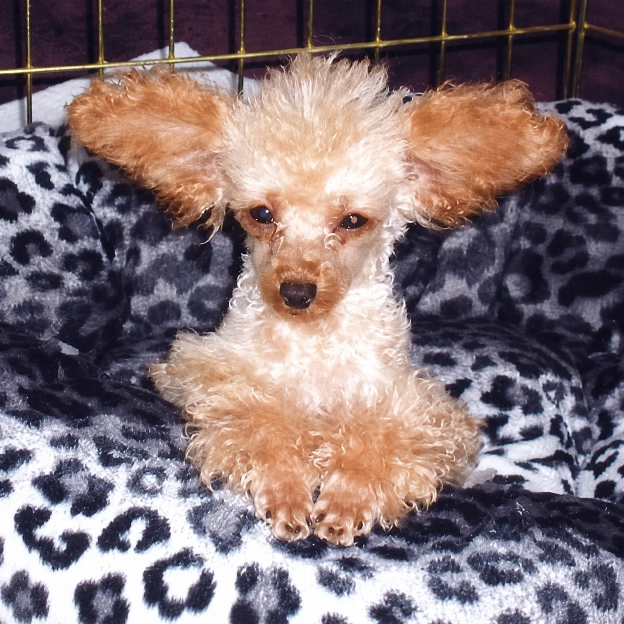 Cream puppy with big ears on leopard bedding