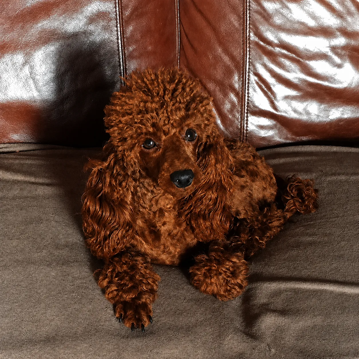 Red poodle lying on a brown leather sofa