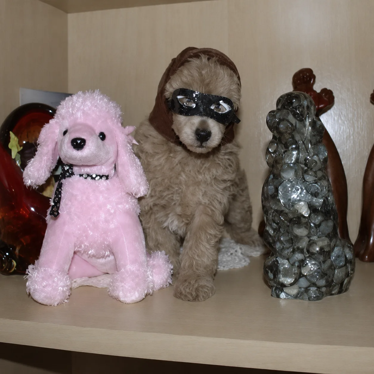 Cream puppy in a mask beside poodle figurines