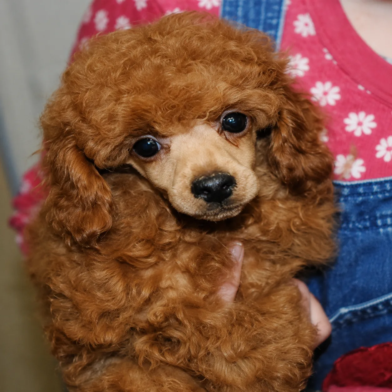 Fluffy red poodle puppy held in arms