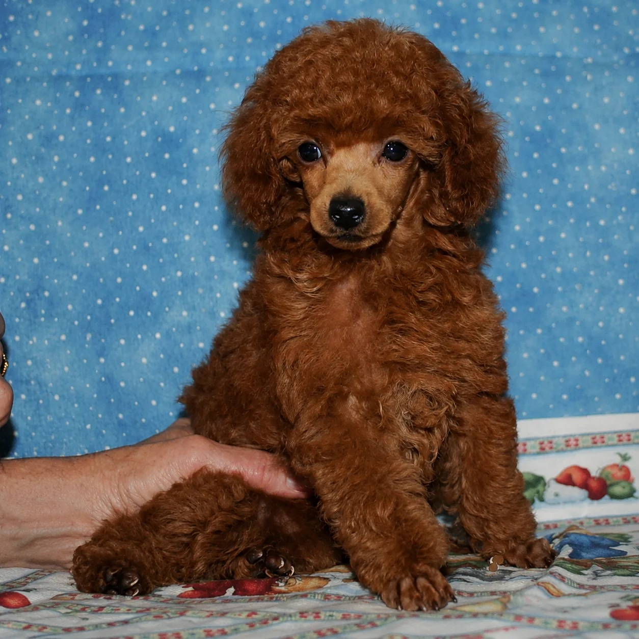 Red poodle puppy sitting against blue fabric