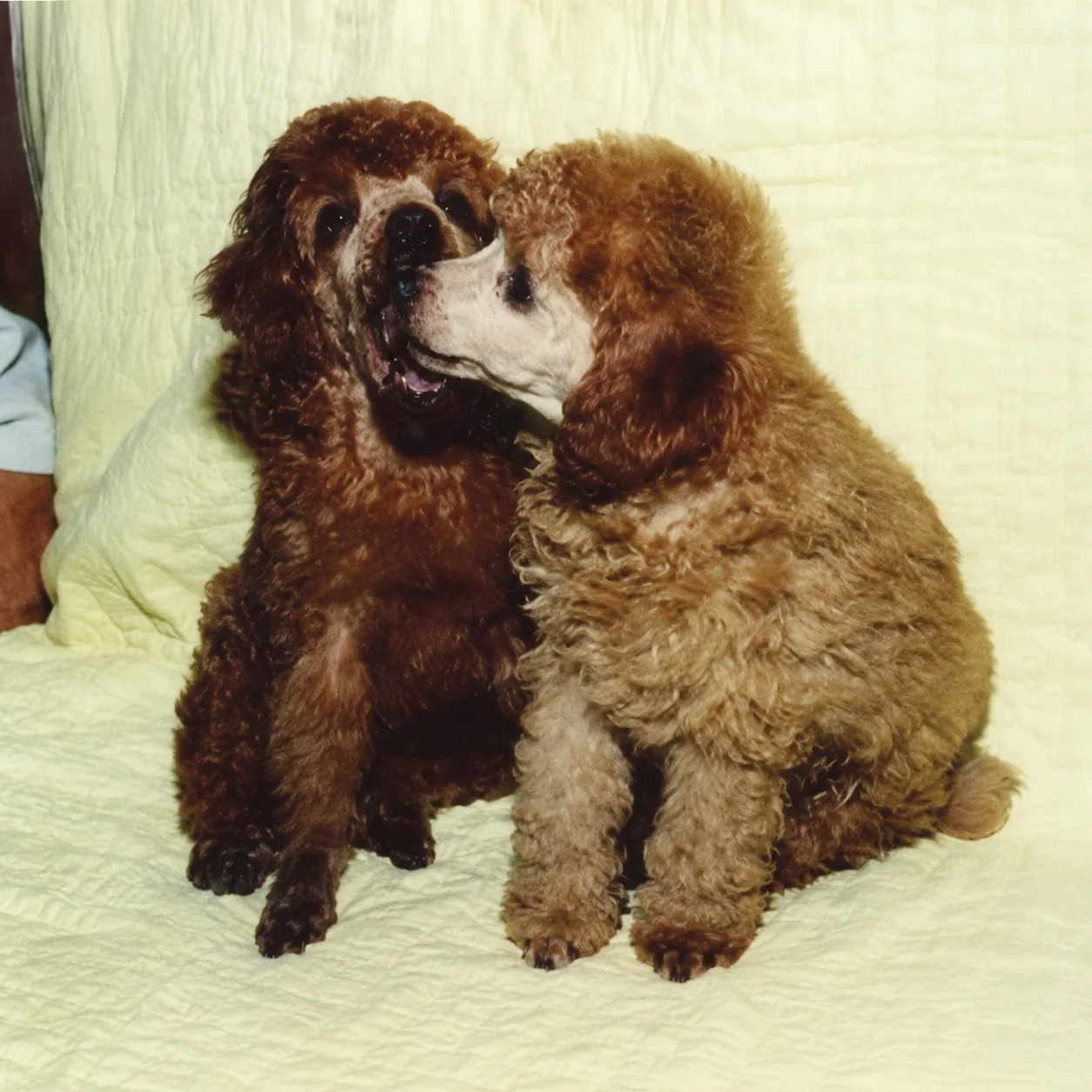 Two brown poodles nuzzling on a bed