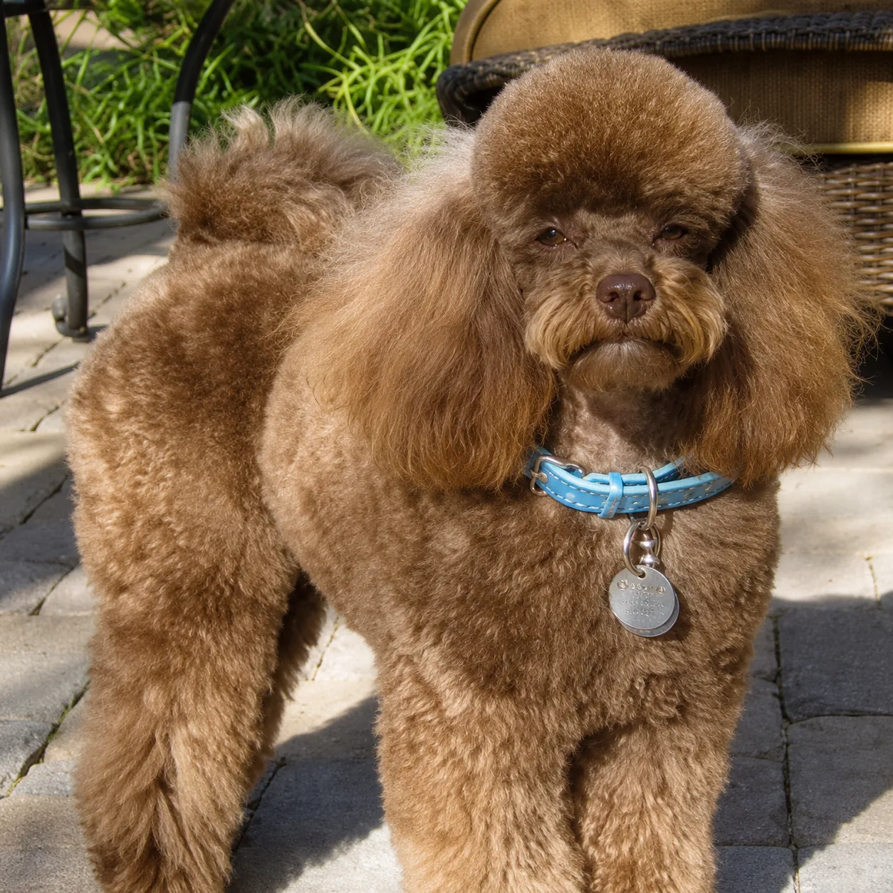 Brown poodle with blue collar on a patio