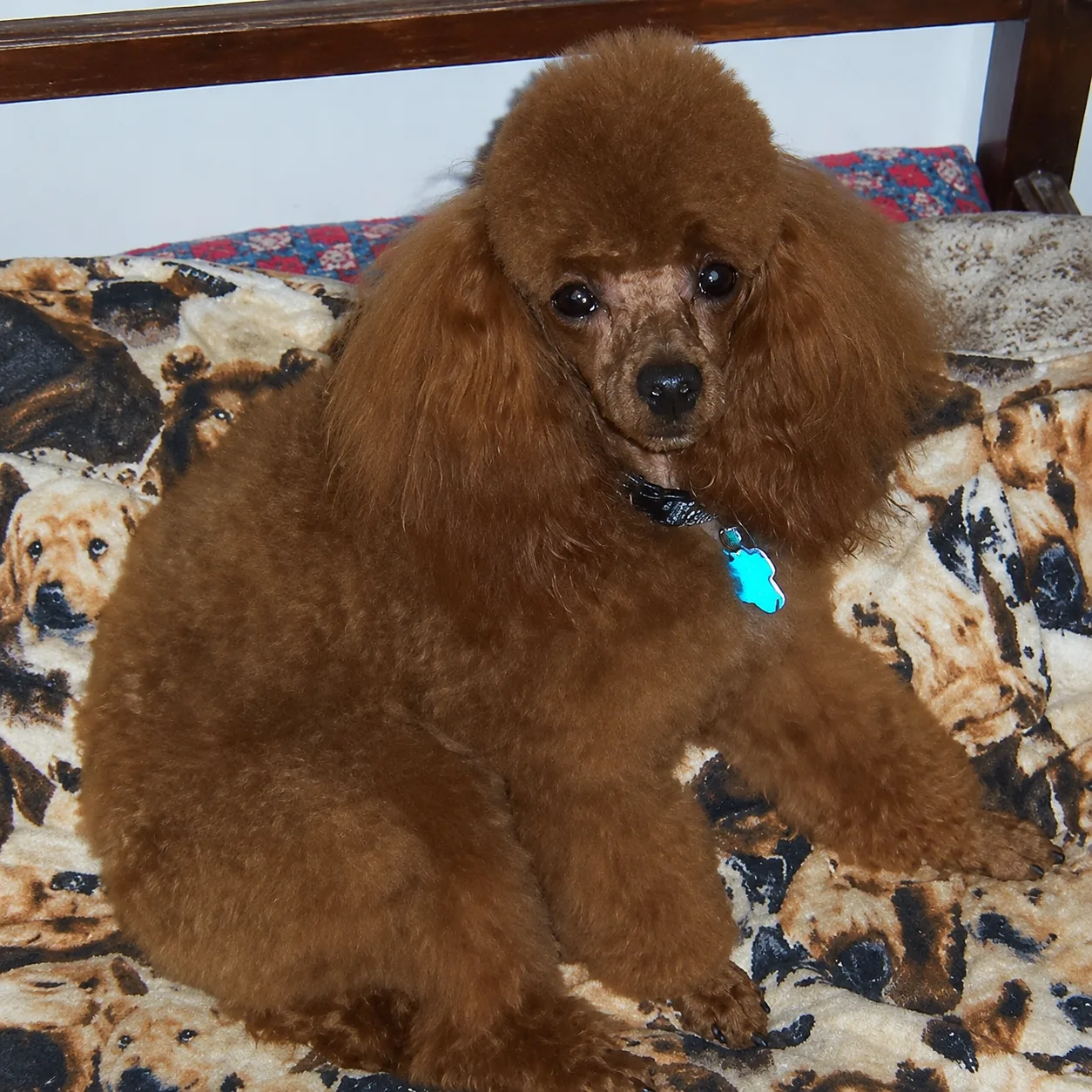 Brown poodle resting on a dog-print blanket