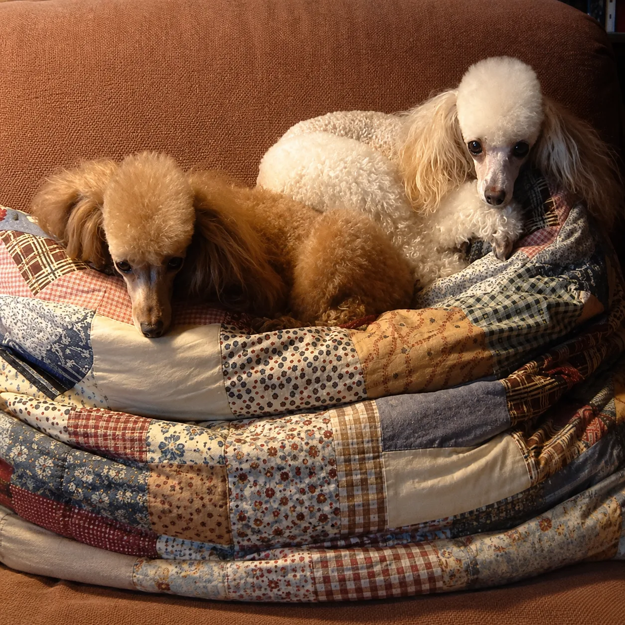Apricot and white poodles snuggled on a patchwork quilt
