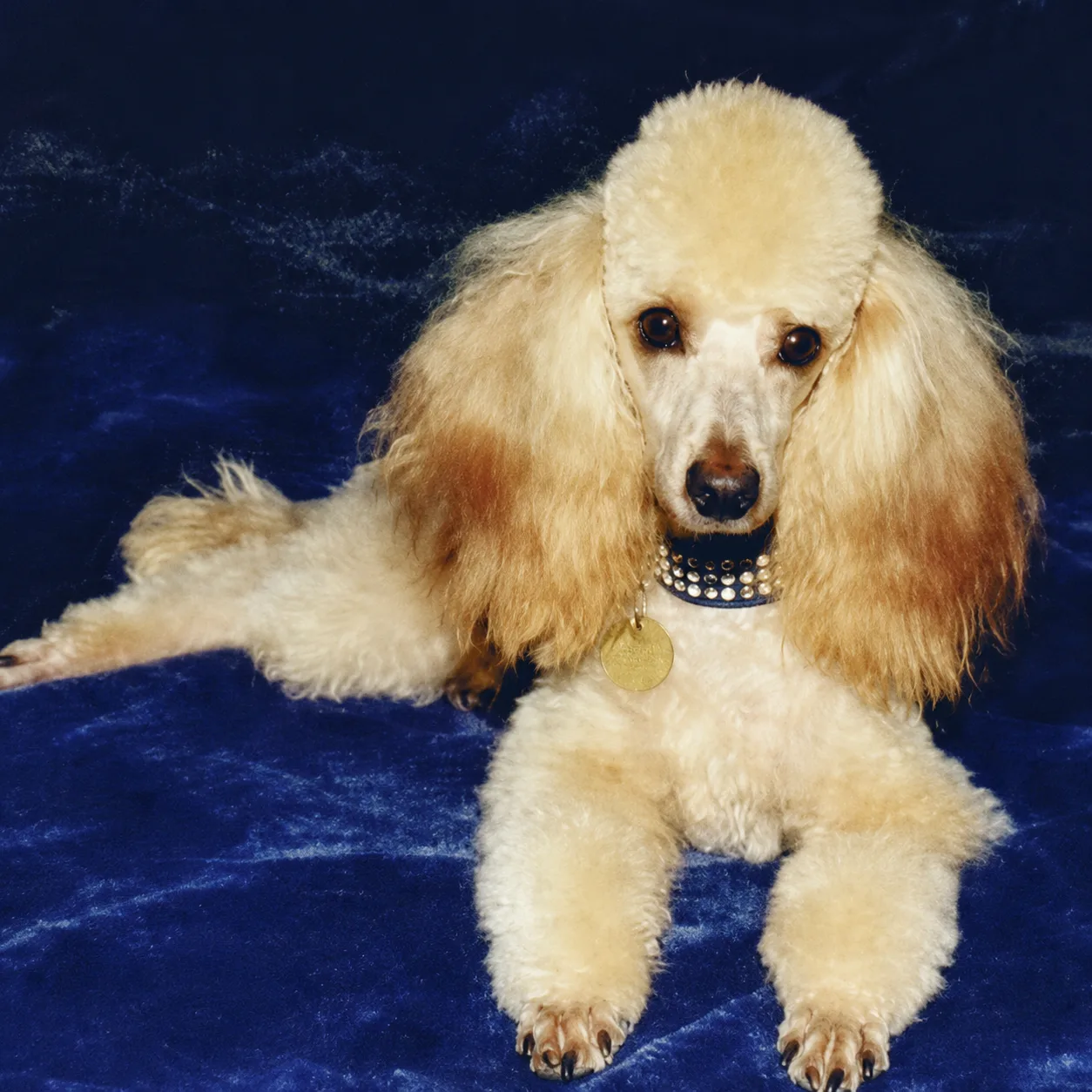 Cream poodle posing on blue velvet with a jeweled collar