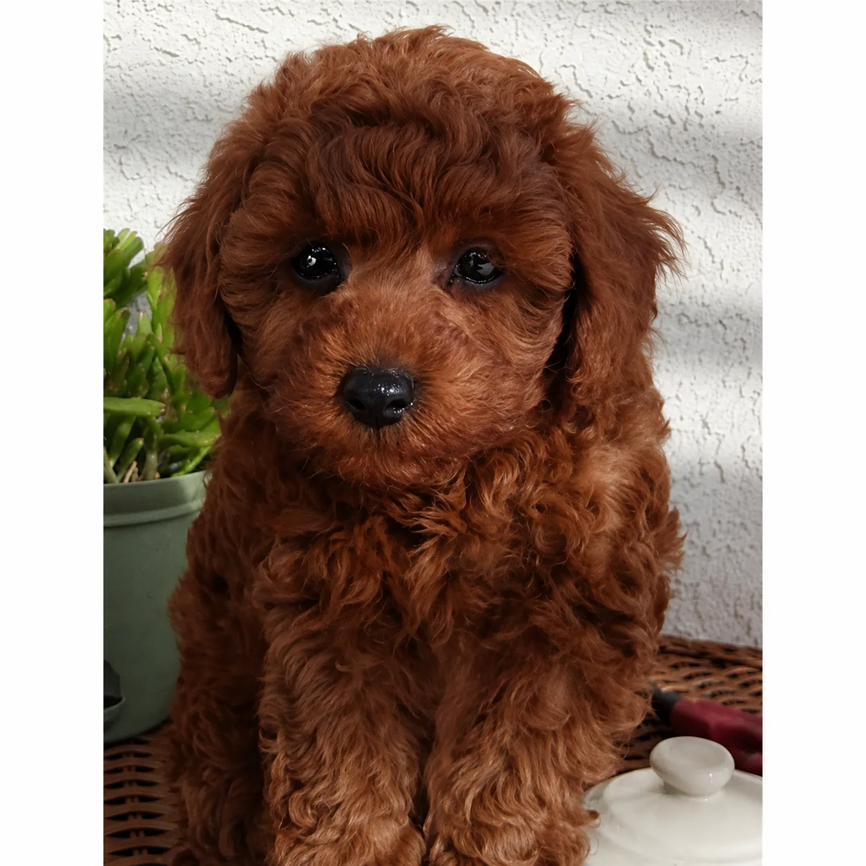 Red poodle puppy sitting beside a potted plant