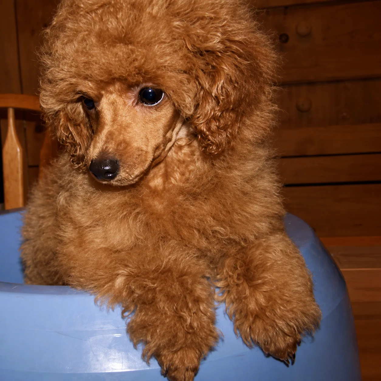 Red poodle puppy peeking over a blue tub