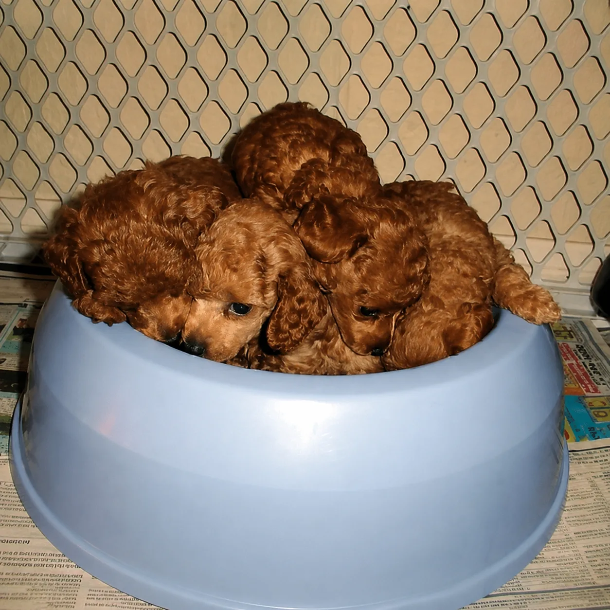 Red poodle puppies piled together in a blue bowl