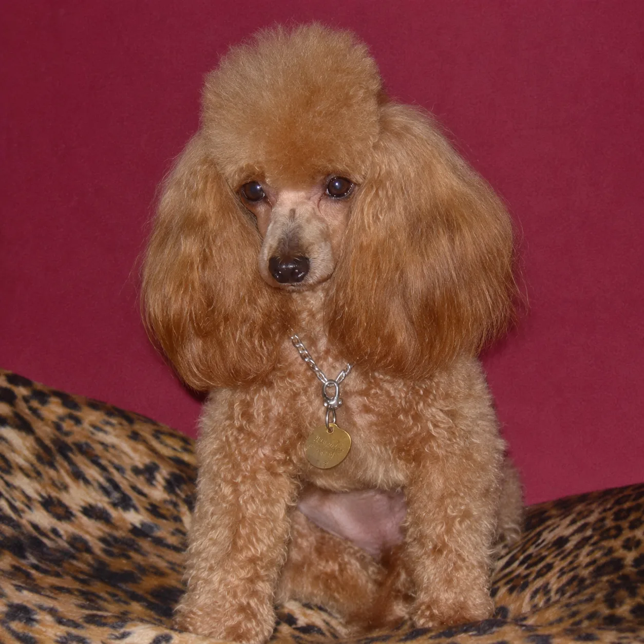 Apricot poodle sitting on a leopard print bed