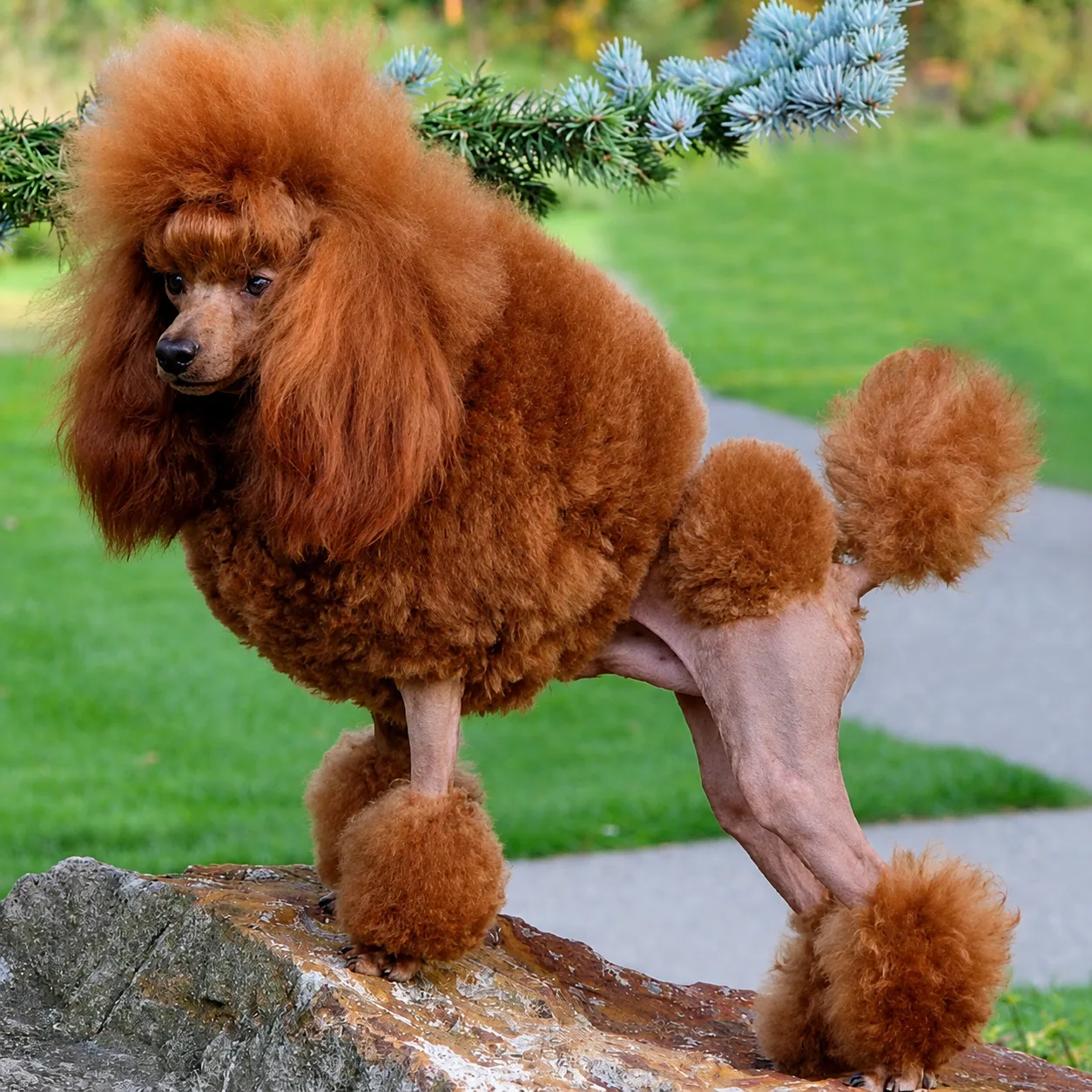 Red poodle in show clip standing on a rock