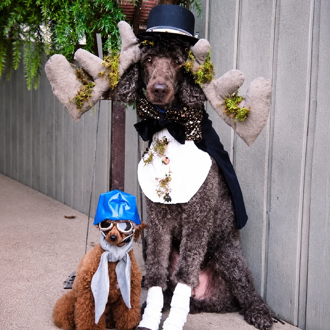 Two poodles in costume with moose antlers