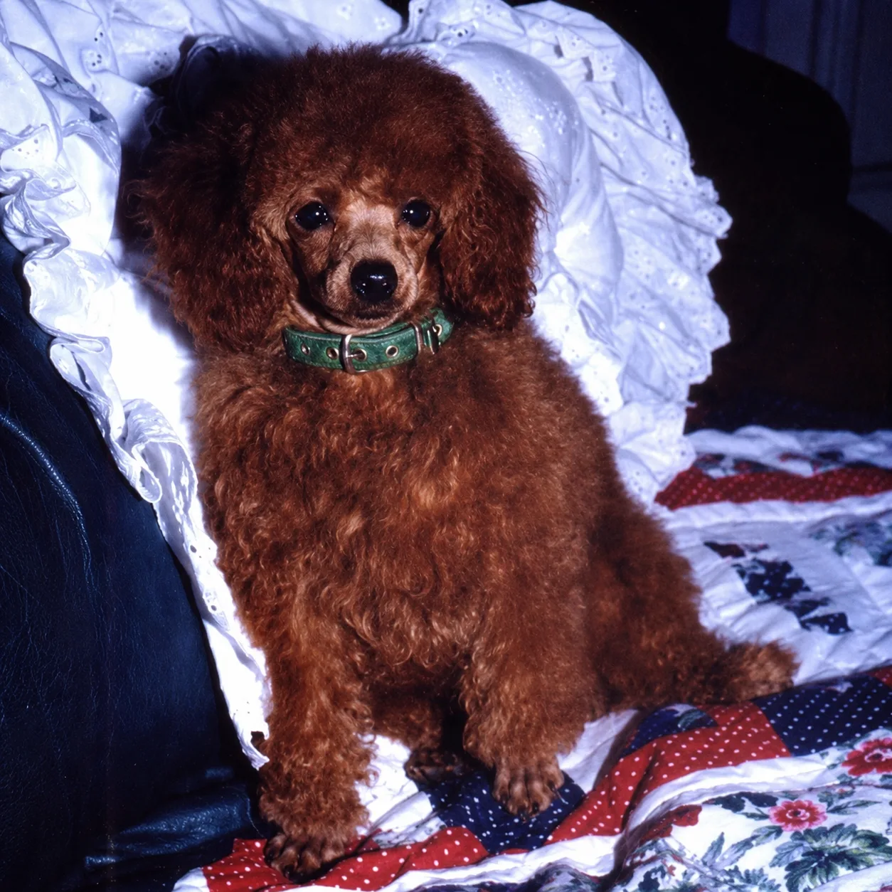 Red poodle with green collar on a quilt