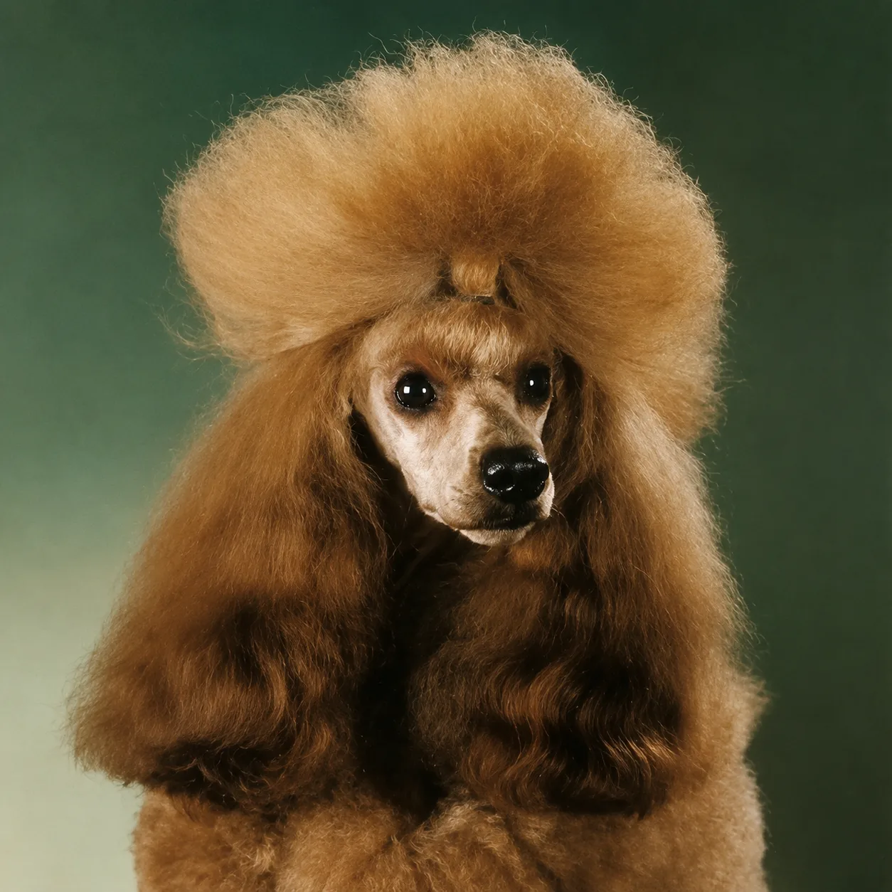 Apricot poodle with a groomed show topknot