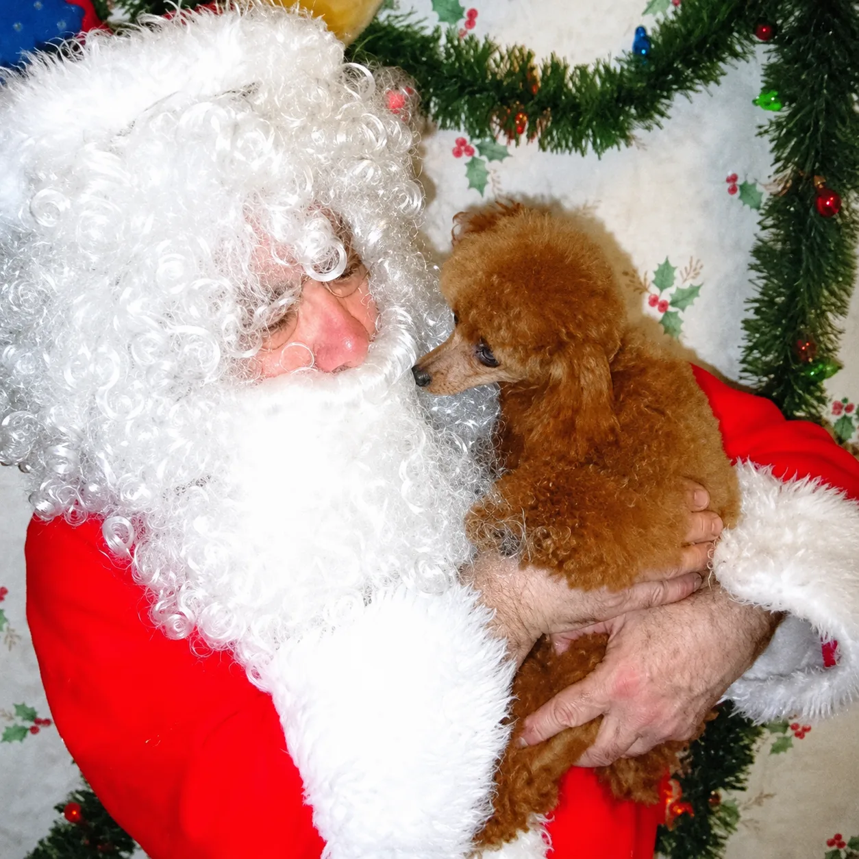 Red poodle puppy held by Santa Claus