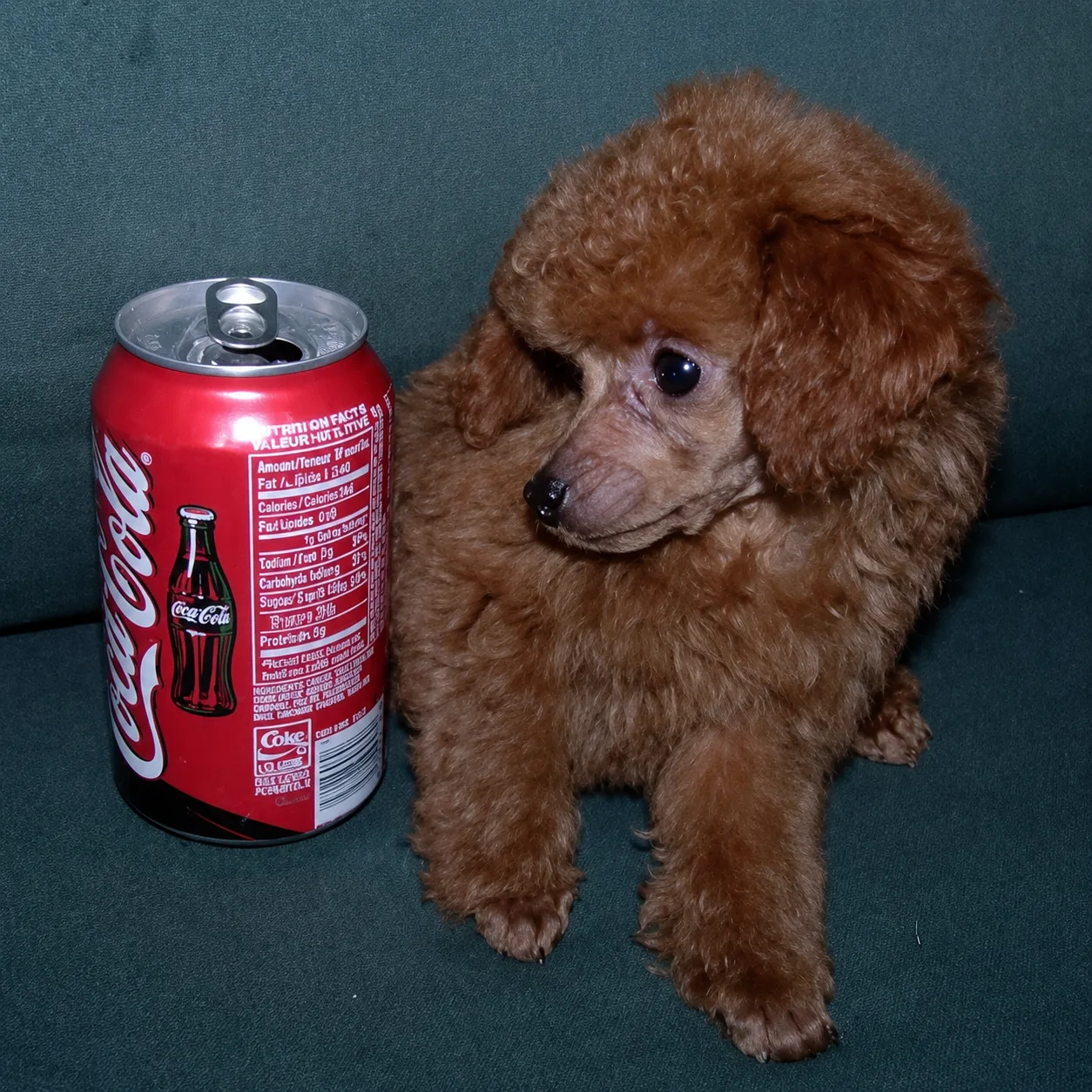 Tiny red poodle puppy beside a soda can
