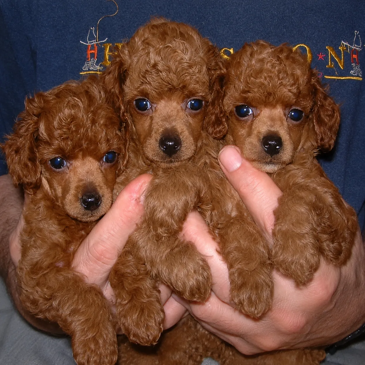 Three red poodle puppies held in hands
