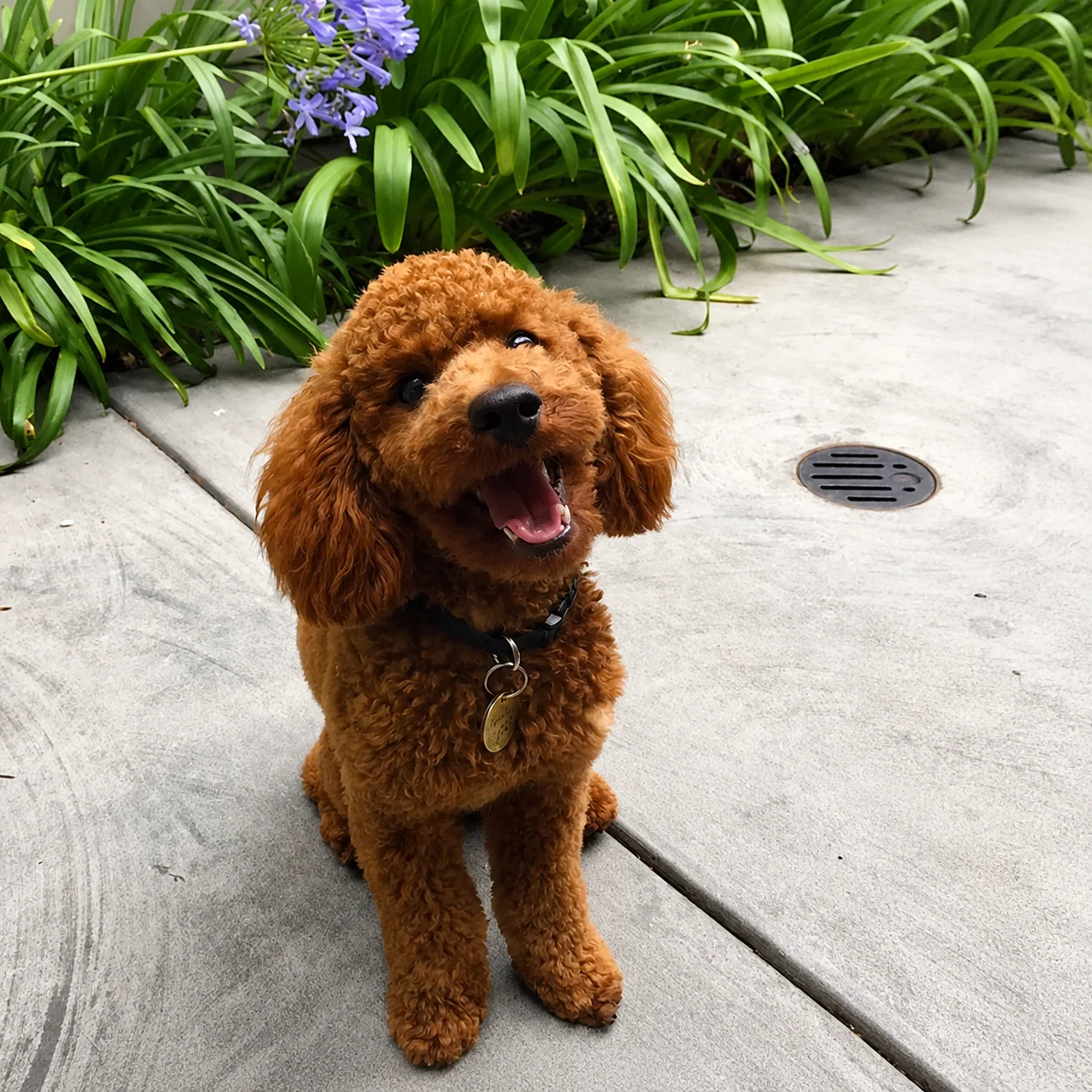 Happy poodle in the garden sun