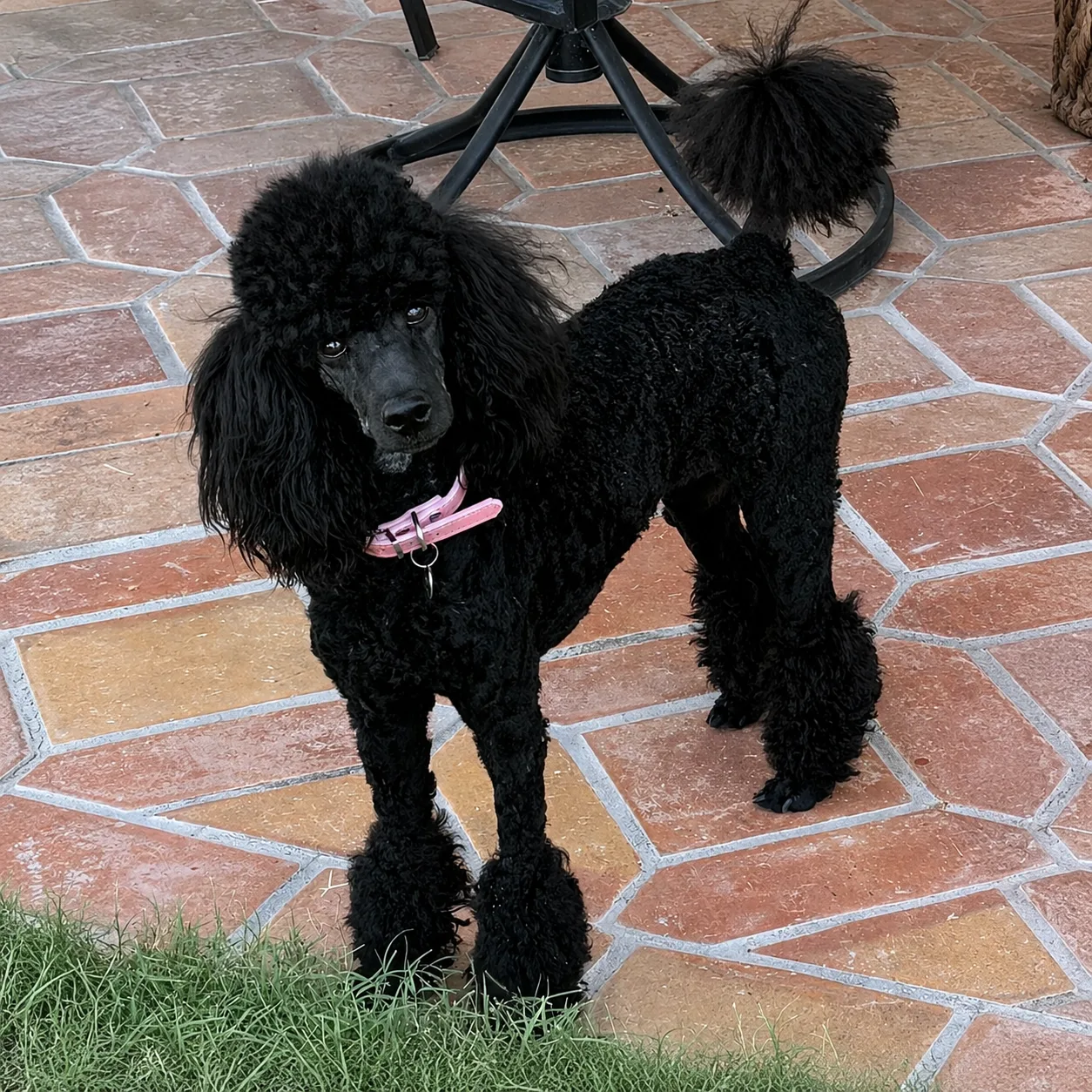 Black poodle on a tiled patio